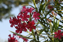 Nerium oleander